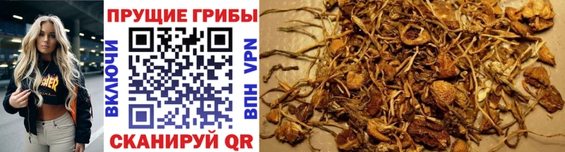 omg вход  Нефтеюганск  Галлюциногенные грибы Magic Shrooms  где купить  